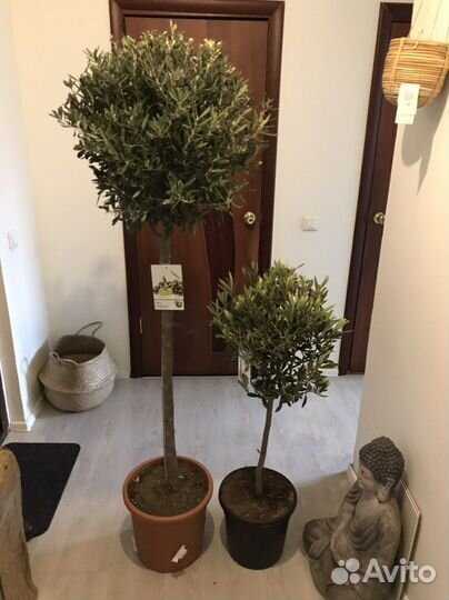 Оливковое дерево, олива, 150см, редкое, наличие