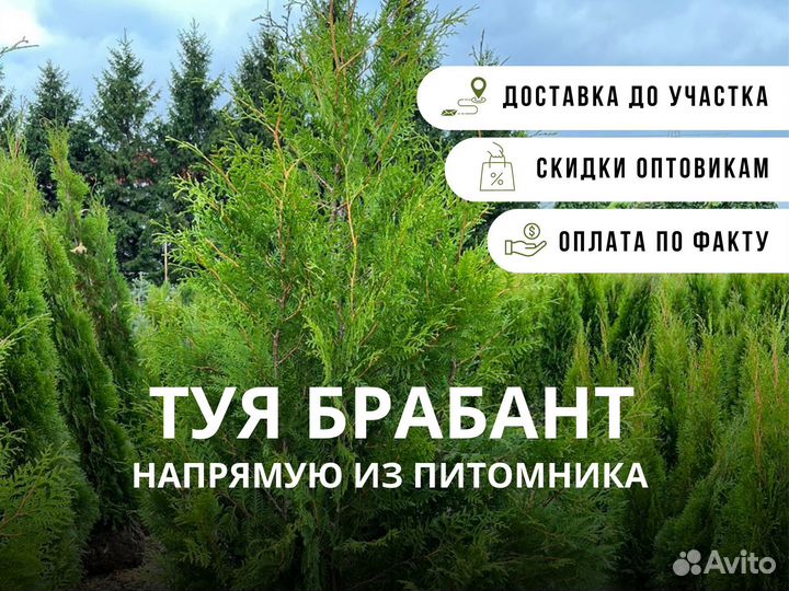 Туя брабант из питомника оптом