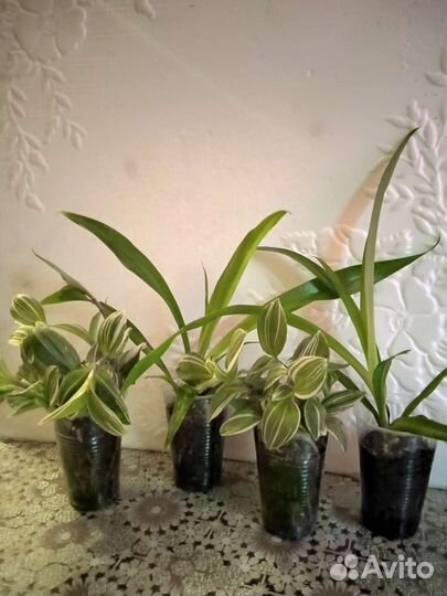 Комнатные растения