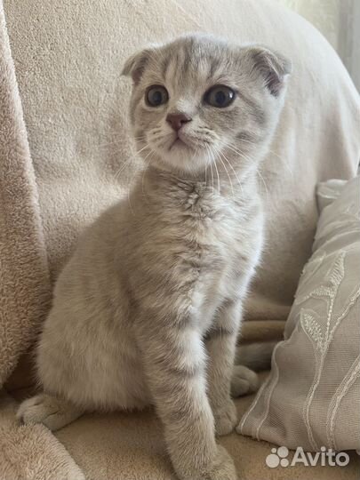 Шотланские котята