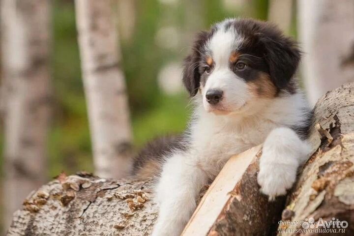 Австралийская овчарка (щенок)