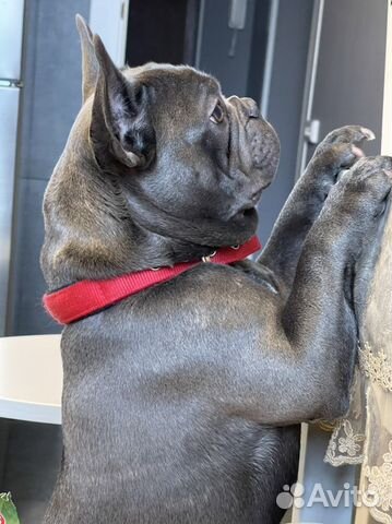 Французский бульдог кабель вязка