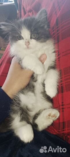 Кошка в дар бесплатно