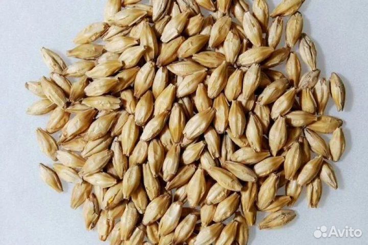 Яровый ячмень