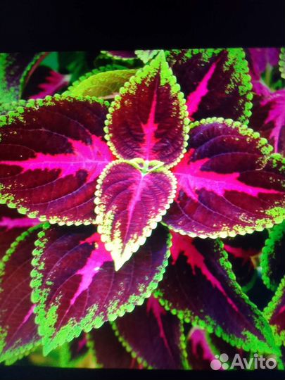 Укорененные колеусы