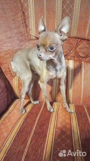 Мини той-терьер вязка