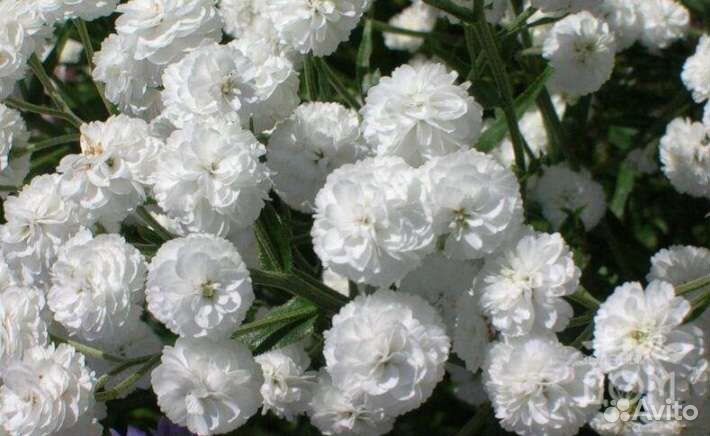 Ромашка и белый жемчуг срезка