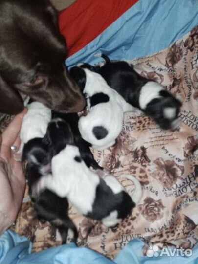 Щенки курцхара