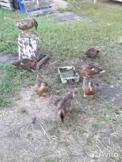 Подсадные утки