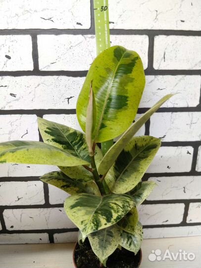 Фикус шривериана