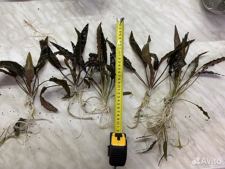 Криптокорина растение для аквариума