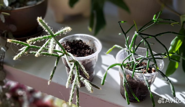 Комнатные домашние растения