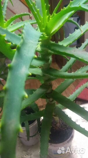 Алоэ лечебный,возраст-около 3 лет