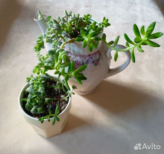 Суккуленты кактусы Флорариум