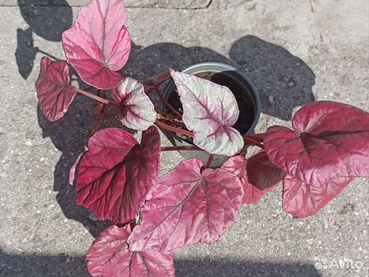 Комнатные растения