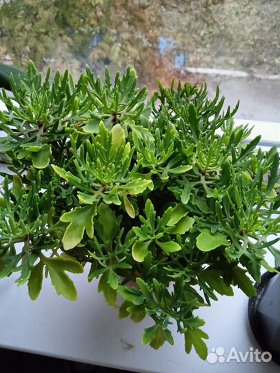 Комнатные растения