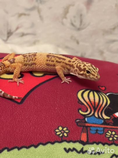 Эублефар с террариумом