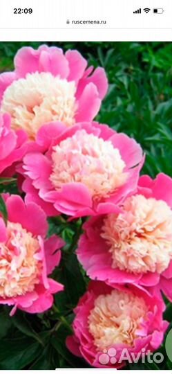 Пион Кора стаббс и другие растения для сада