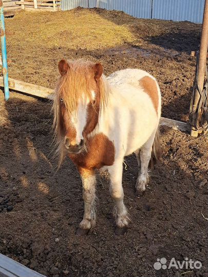 Пони жеребец