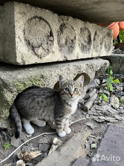Крошка-кошечка в поисках своего человека