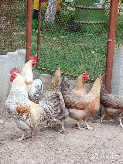 Кучинская, Ленинградская золотисто сер, Пушкинская