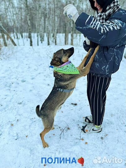 Собака бесплатно