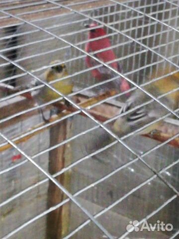 Певчие птицы