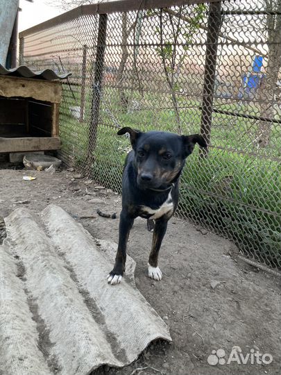 Собака в добрые руки маленькая порода