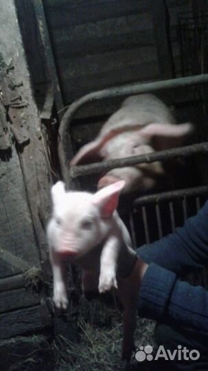Поросята мясные ландрас-крупнобелые