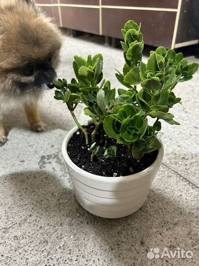 Растения на обмен