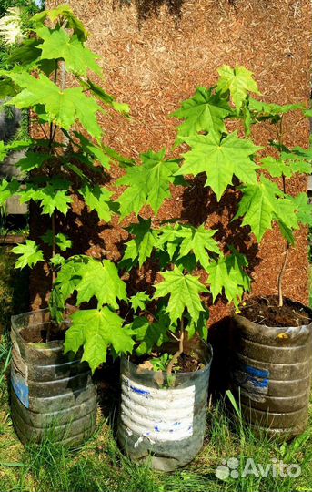 Саженцы клёна, клён канадский