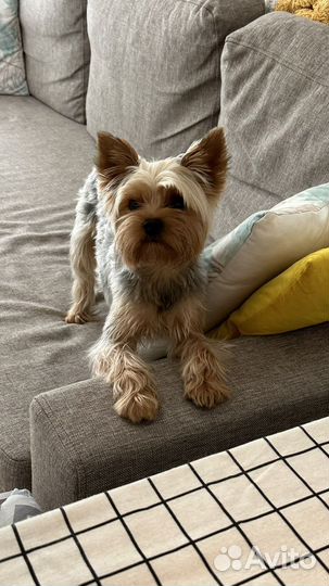 Йоркширский терьер вязка мальчик