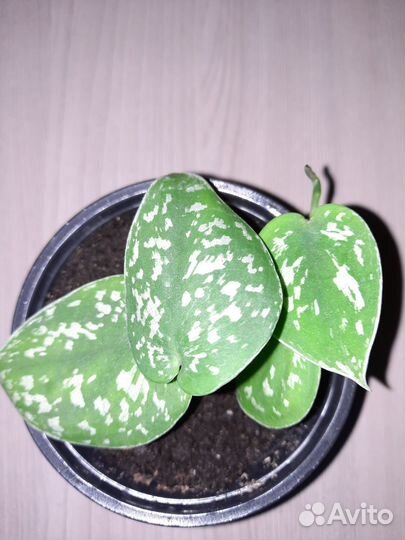 Филодендрон