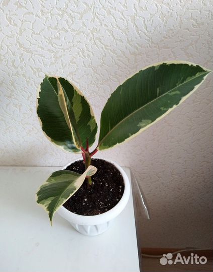 Фикус эластика Тинеке