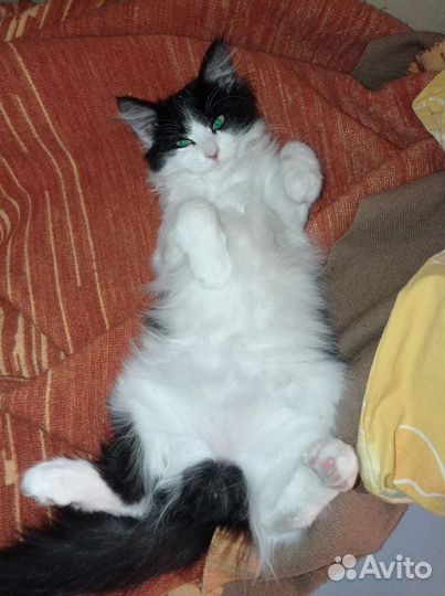 Котёнок мальчик ищет добрые ручки