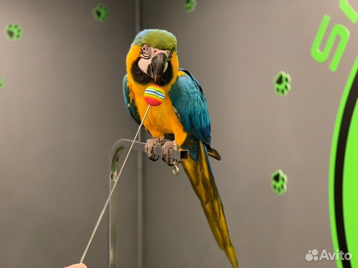 Зоопсихолог для попугаев/Приручение/Дрессировка