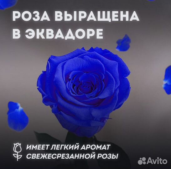 Вечная роза в колбе синяя