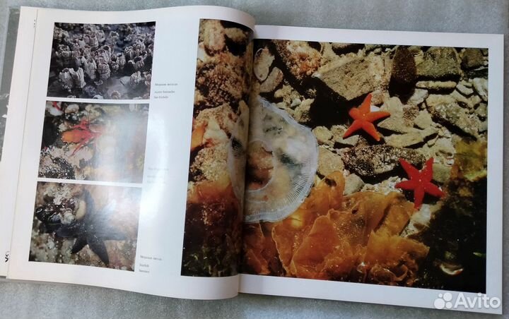 Командоры. Гиппенрейтер В.Е. 1972г