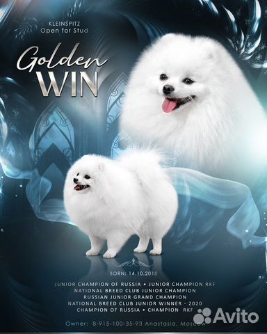 Вязка шпица