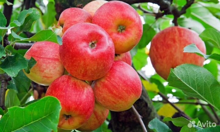 Яблоки оптом