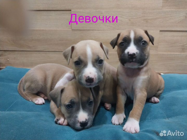 Стаффордширский терьер