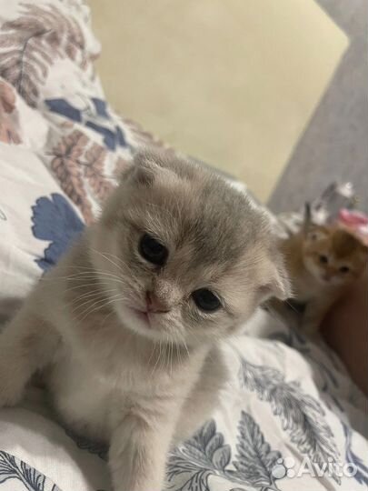 Котята Шотландской вислоухой шиншиллы