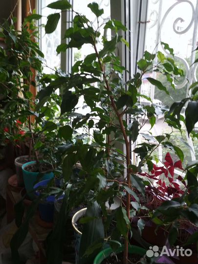 Сансевиерия, Бенджамин