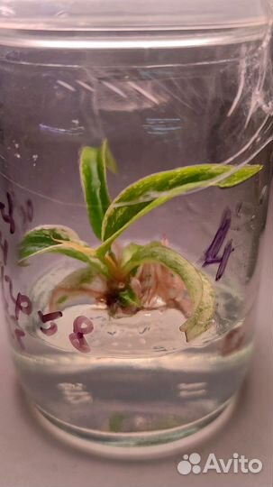 Филодендрон Карамель Марбл