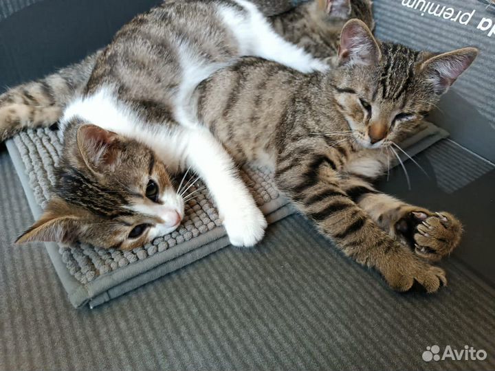 Пираты Балтийского моря (котята, 3 месяца)