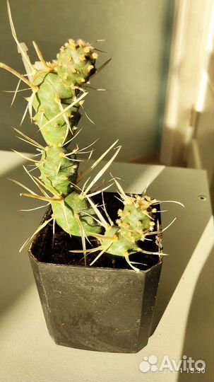 Кактус Тефрокактус артикулятус папирокантус