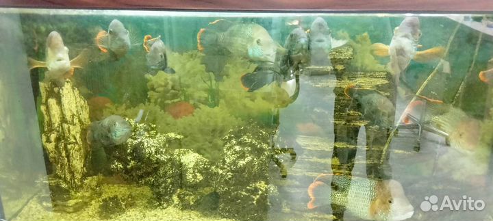 Продаются рыбки