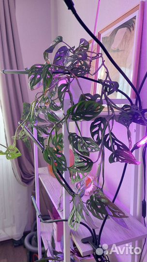 Монстера манки