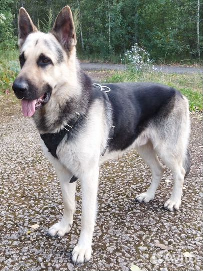 Вязка кобель