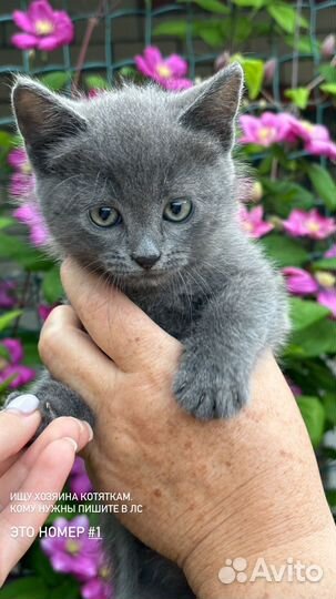 Котята. Кошка. Кот. Отдам